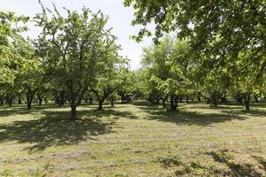 rows of trees photo