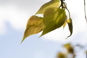 hojas verdes, primer plano foto