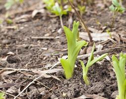 first green sprouts photo