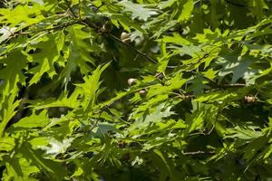 green foliage oak photo