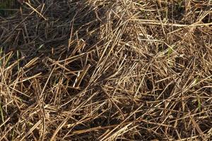 dark dry straw photo