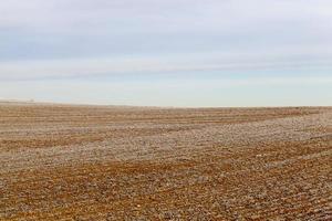 wheat field in white frost photo