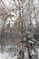 mixed forest, close up photo