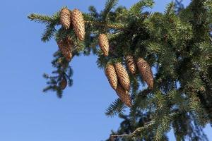 brown cones, close up photo