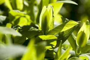 green bush leaves photo