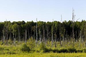 territory with marsh photo