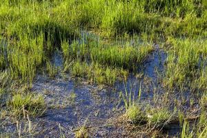 hierba verde, primer plano foto