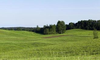 campo con hierba verde y árboles foto