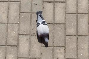 feeding pigeon, close up photo