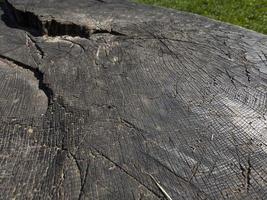 old stump, close up photo