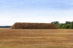 long stack of straw photo