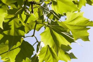 maple foliage, close up photo