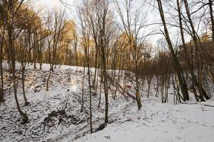 árboles de hoja caduca en invierno foto