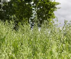 beautiful spikelets of oats photo