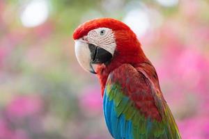 animal bird Red Macaw with brued bokeh tree background photo