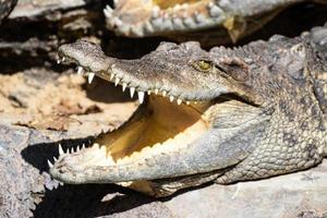 Thailand Crocodile on the ground with Mouth Open photo