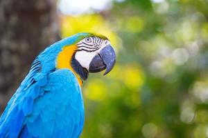 blue and yellow Macaw standing on a branch with green background photo