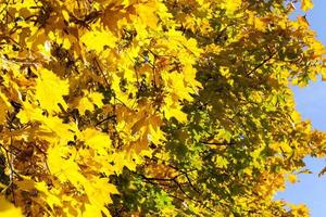 yellowed maple trees in the fall photo