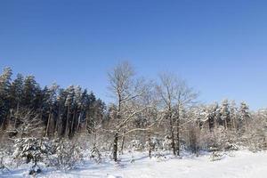 Winter time, forest photo