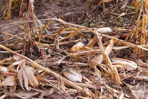 agricultural field with corn photo