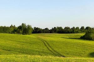 paisaje de verano, campo y camino. foto