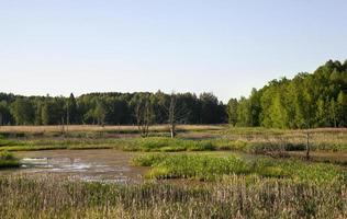 rotten and deciduous trees photo