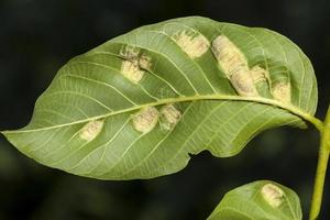 follaje verde de una nuez foto