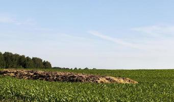 low corn, field photo