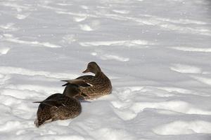 the duck stayed for the winter in Europe, the cold season photo