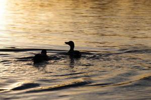 patos de aves acuáticas en primavera o verano, aves silvestres de aves acuáticas foto