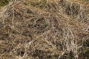 mown and dried grass for animal feed photo