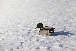 the duck stayed for the winter in Europe, the cold season photo