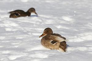 two ducks wintering in Europe, the winter season with a lot of snow photo