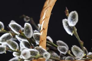 flowering willow branches cut for Easter celebration photo