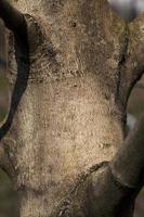 tree trunk parts with bark photo