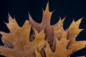 dry tree leaves, stacked together photo