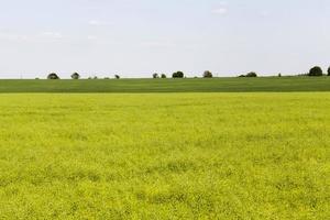 agricultural field with faded rapeseed photo