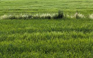 an agricultural field where cereals are grown photo