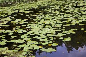 lake with growing water lilies photo