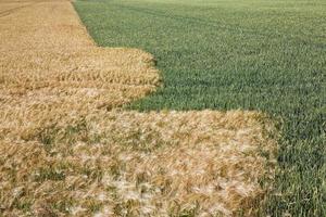 mixed agricultural field with different cereals photo