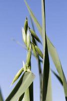 avena verde, primer plano foto