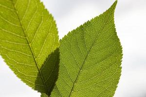 two fresh green leaves photo