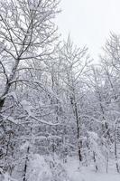 a large number of bare deciduous trees in the winter season photo