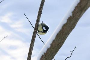 wild chickadee in the winter photo