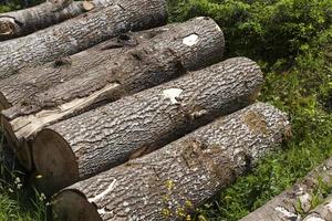 cosecha de troncos de pino en el bosque foto