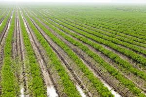 Field with carrot photo