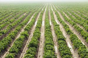Agriculture,   potato field photo