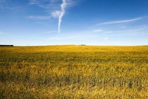 cereales inmaduros, campo foto