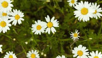 white daisy , spring photo