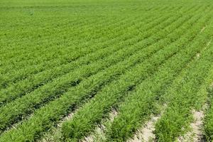 Field with carrot photo